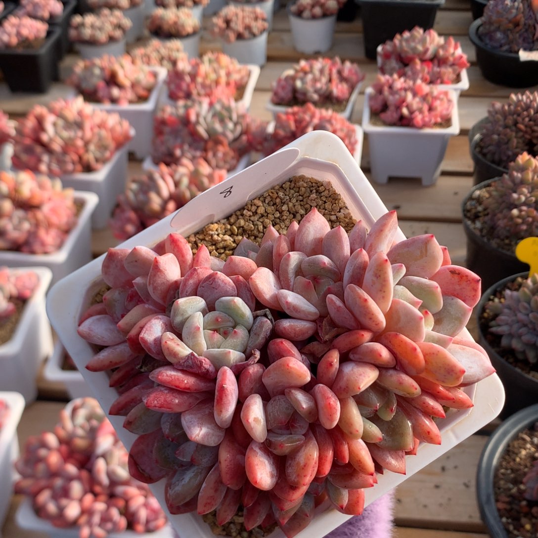 13厘米九头有砍溏心橙子 爱心 8