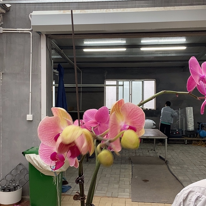 完全开放俏皮苗子➕旋律013