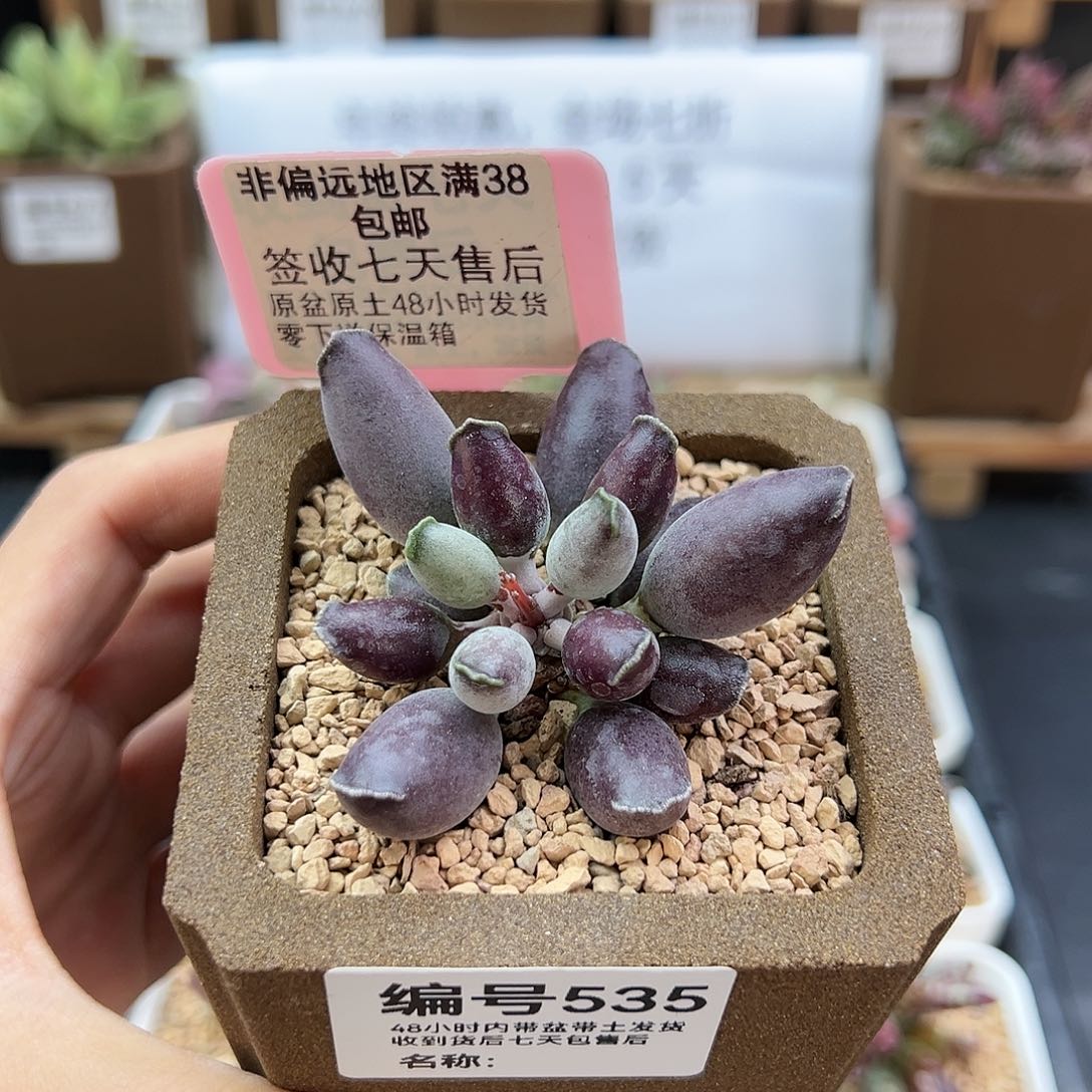 535艺妓海豹多肉