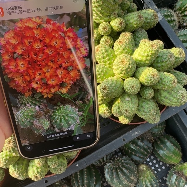 246卡莱主教砍头脱盆发货掉侧牙无售后