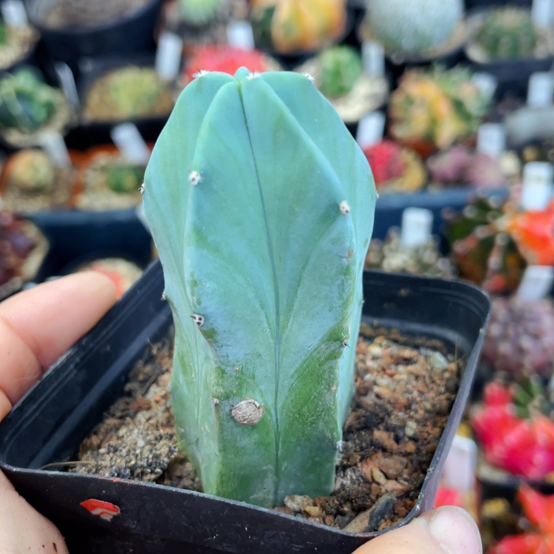 量拍盆5公分满25包邮裸根发货