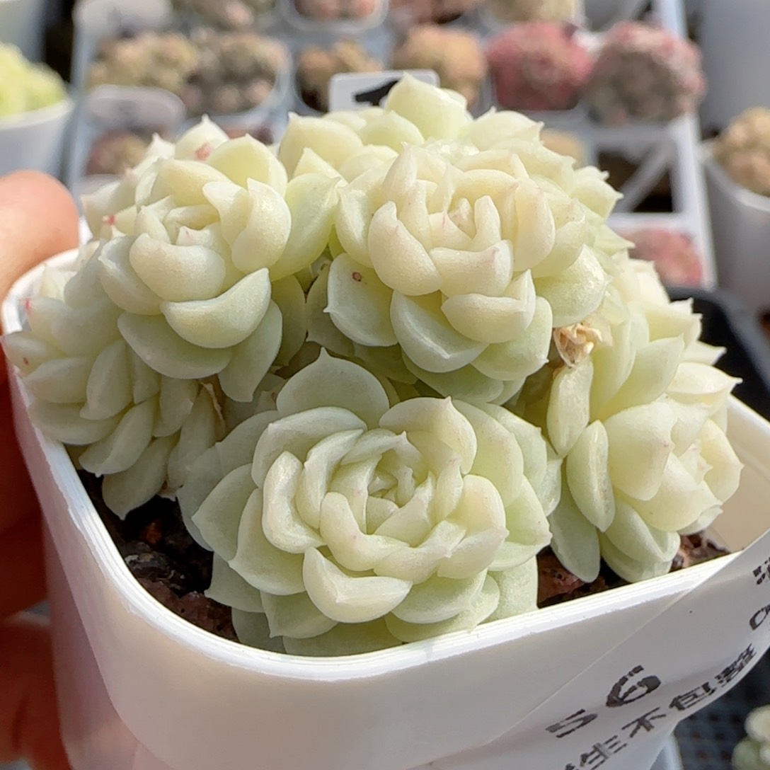 雨***?【闪购商品】0125-56（fm-173）