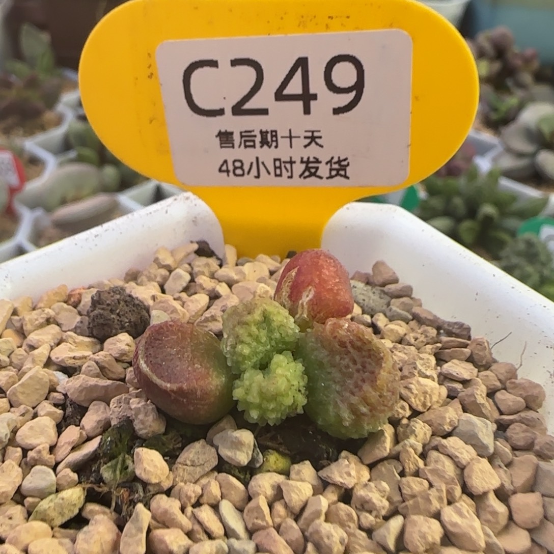 果***子拍多肉水泡。     249。       