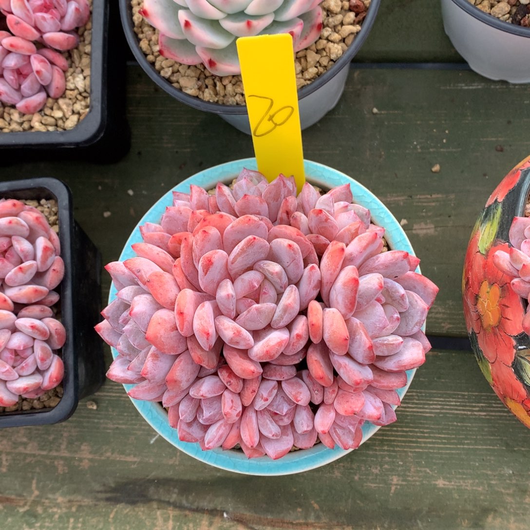 橙子群 手捧 一颗  