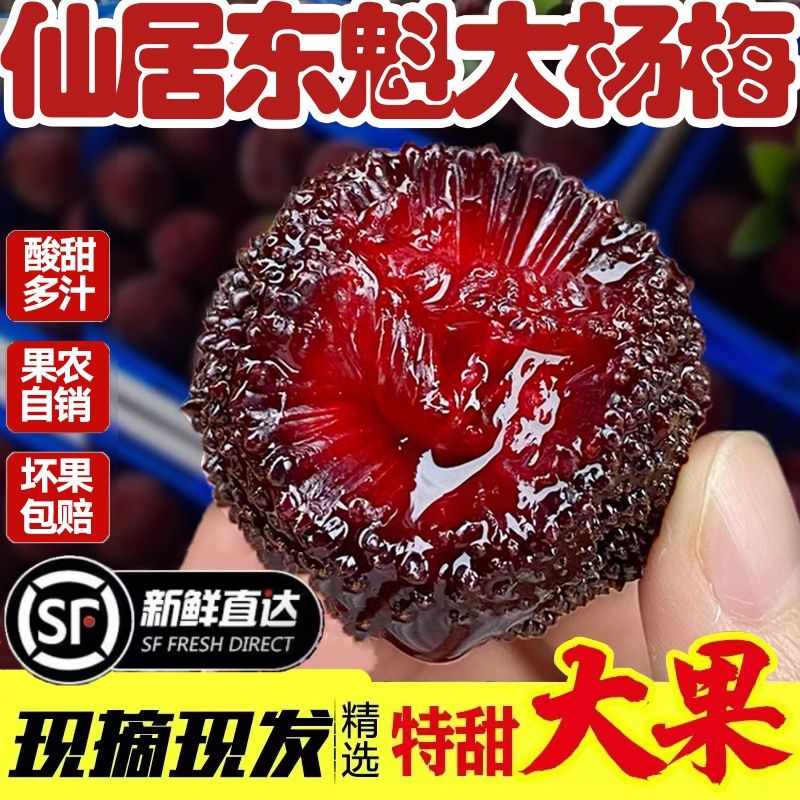 9A大果【仙居东魁杨梅】当天新鲜现摘现发保大保甜