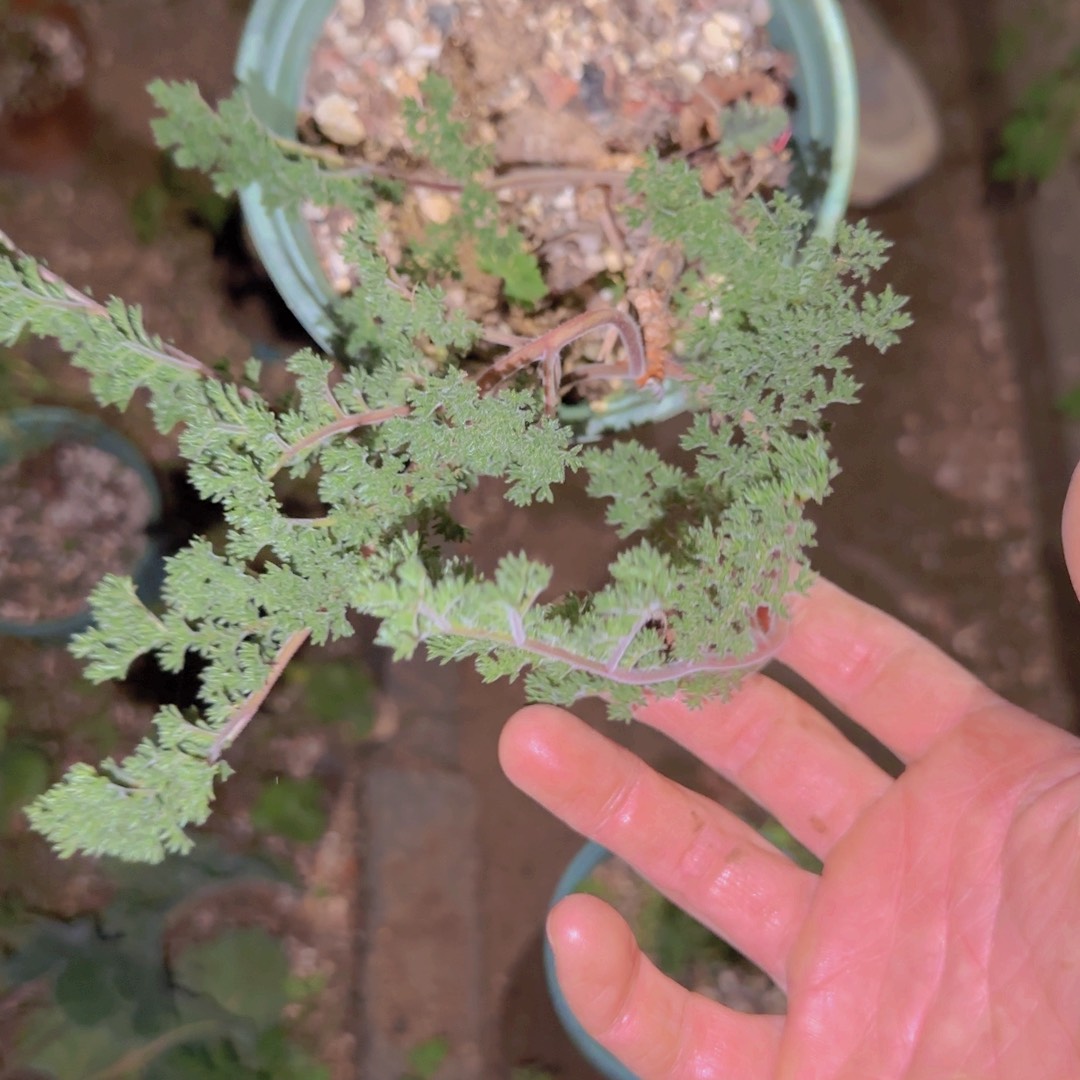 梦***点块根植物块根植物