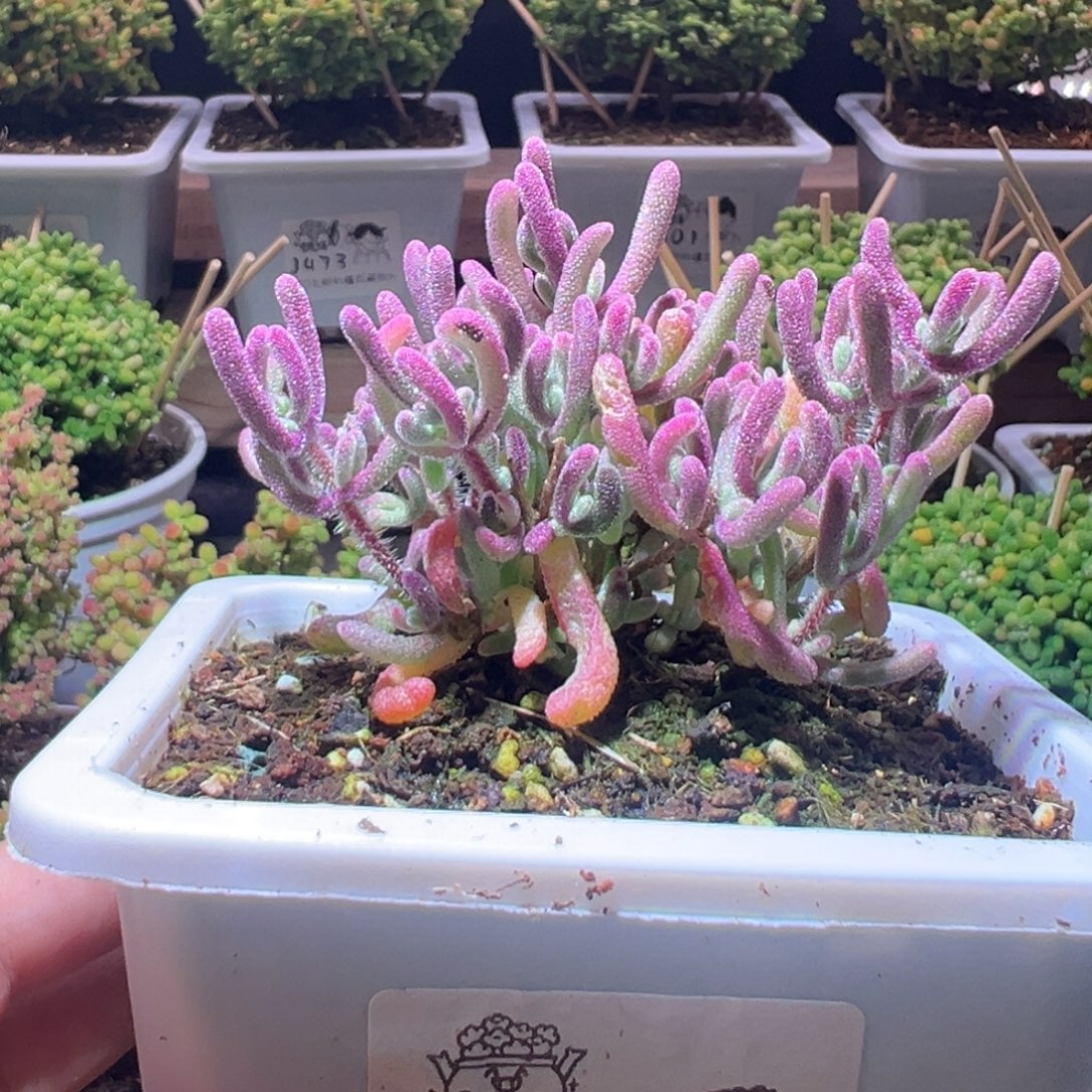 闹***记045紫闪光一物一拍带盆土发货