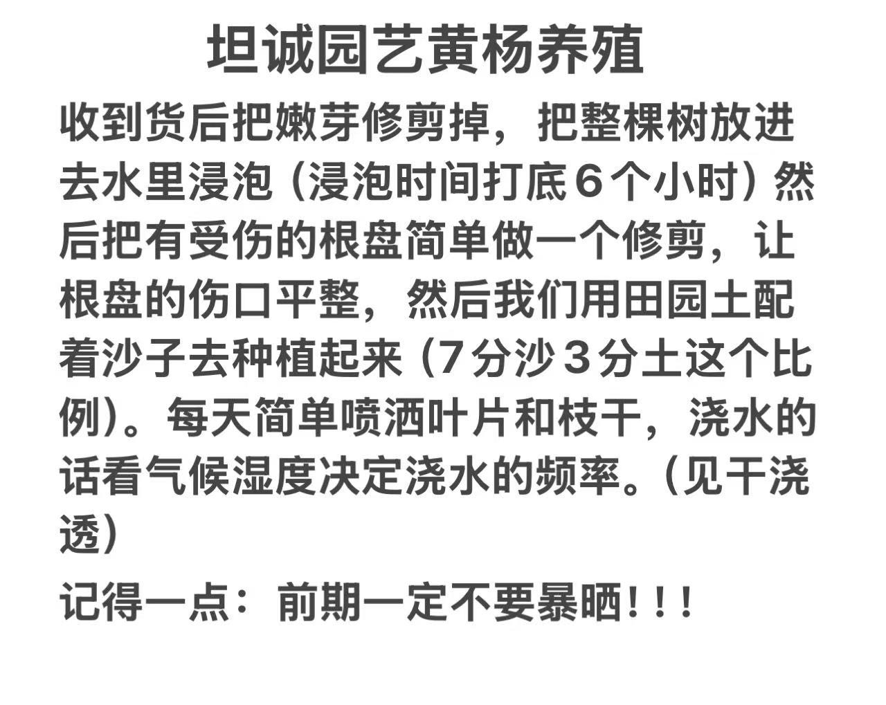 小叶雀舌皱皮黄杨中国四大盆景之一室内室外盆景