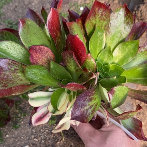 823嫁接魅影七彩满25包邮多肉