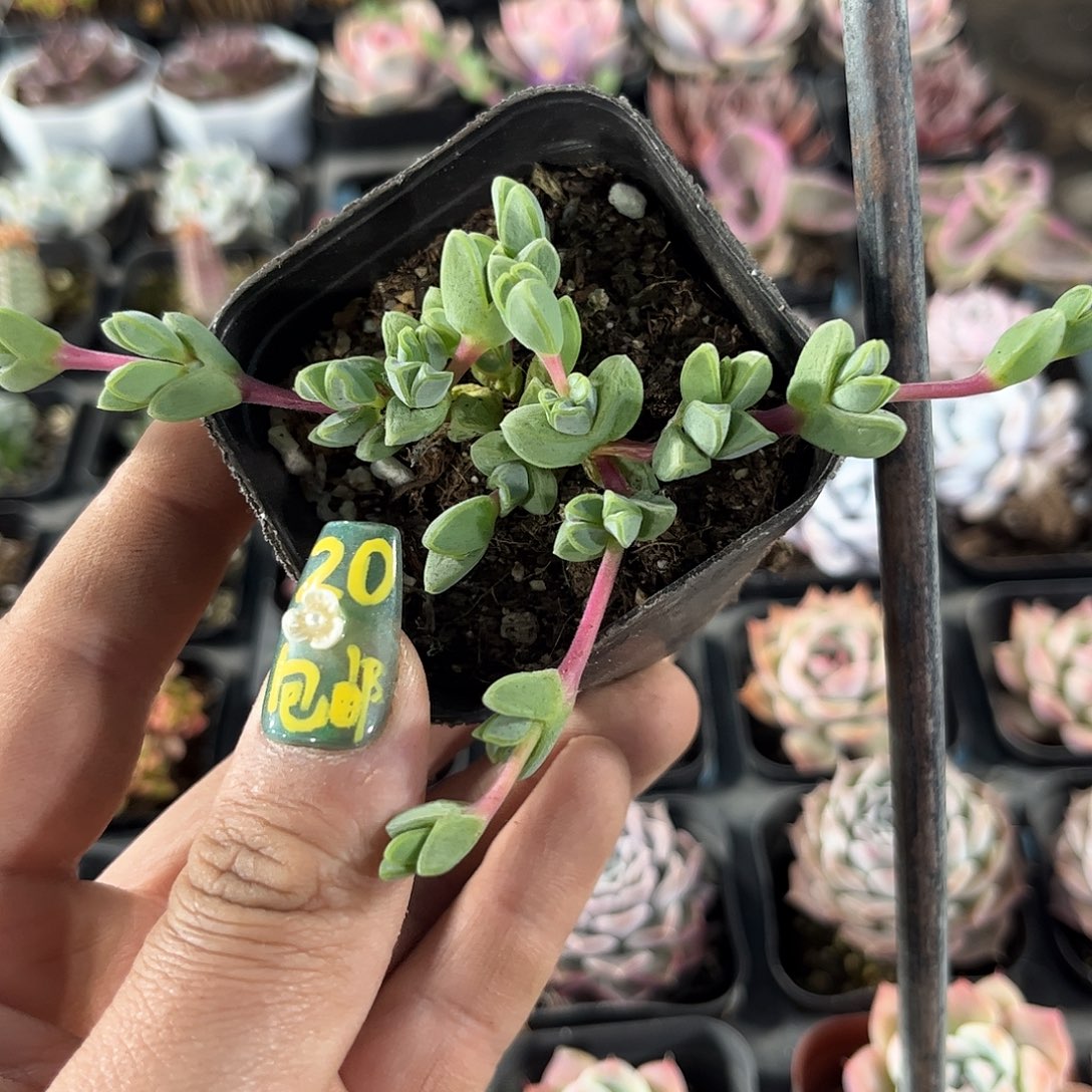 碧玉莲单头发货有根