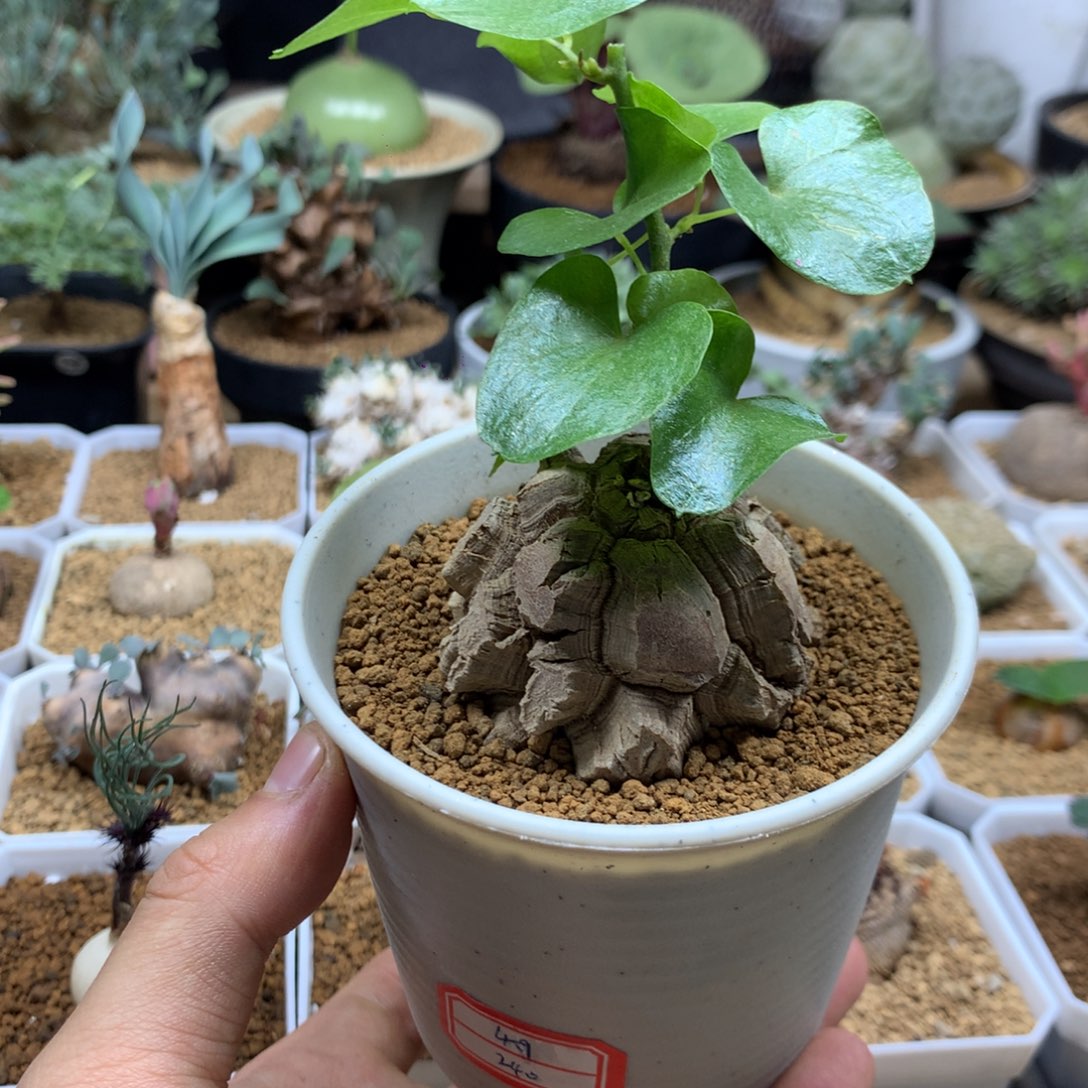 南非龟甲龙带盆发货4.9