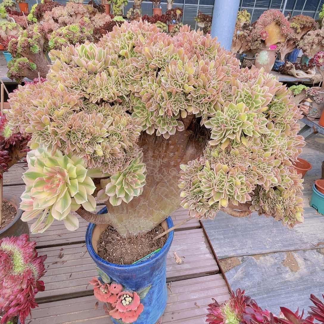 【闪购商品】无花朵女神