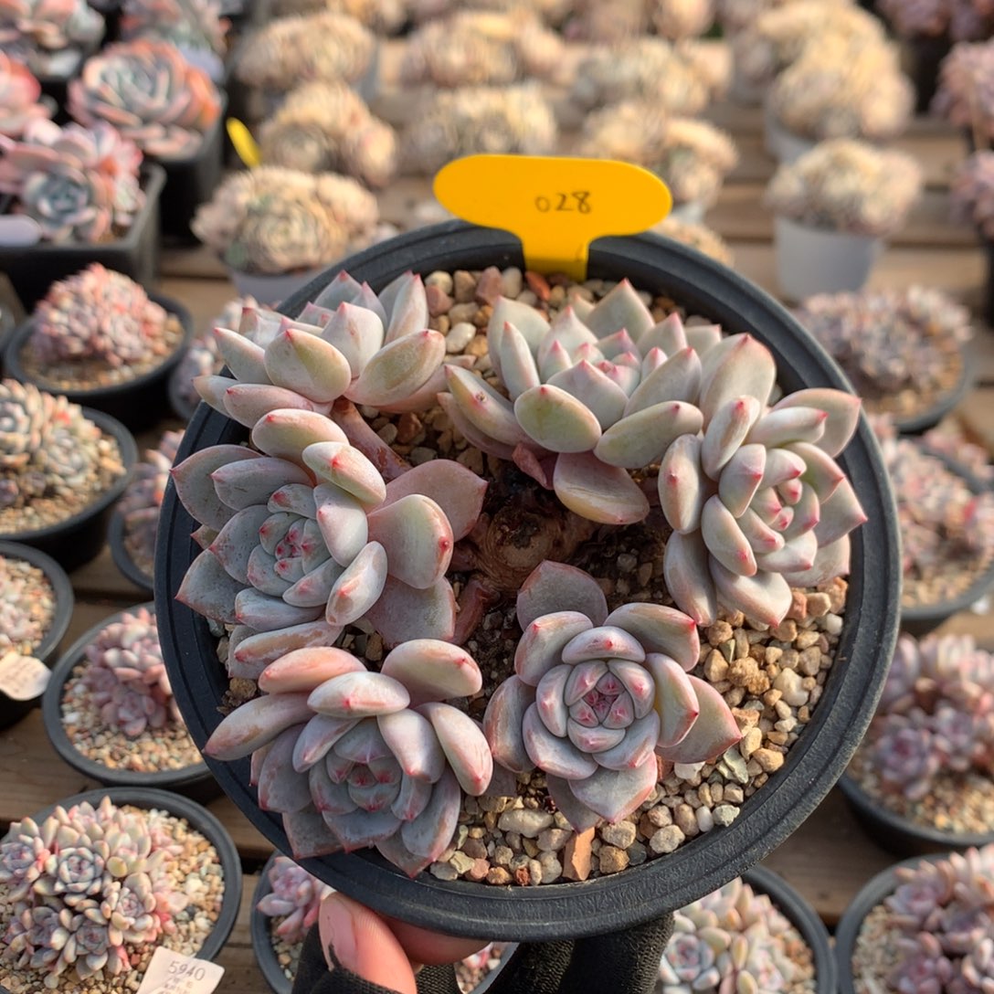 14厘米有砍五头溏心石榴籽 028