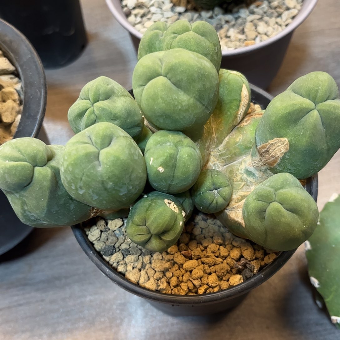 仙人球实生短毛王石化