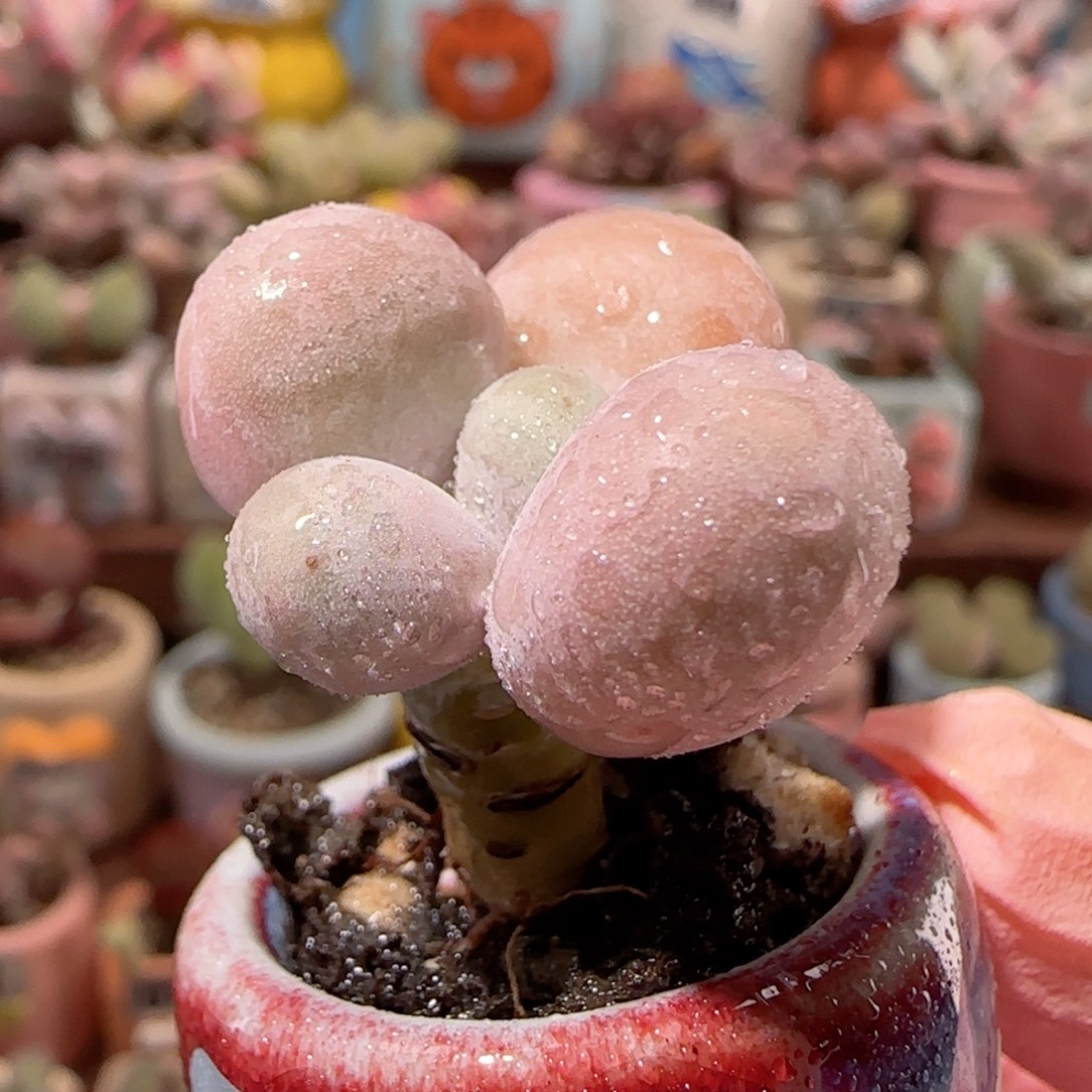 小蛋黄奶 盆口2.5cm