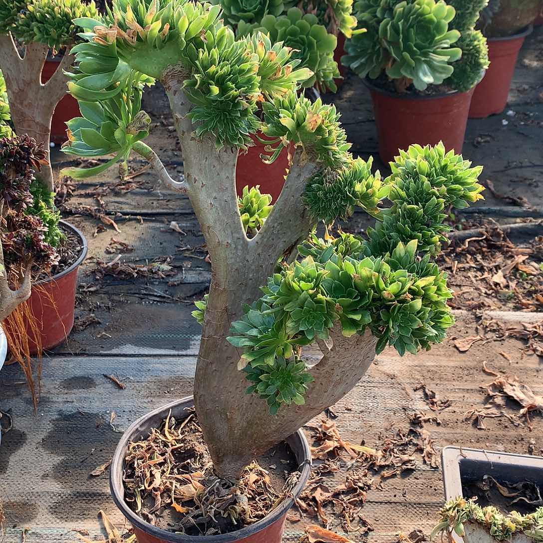 原始绿缀化缀化的