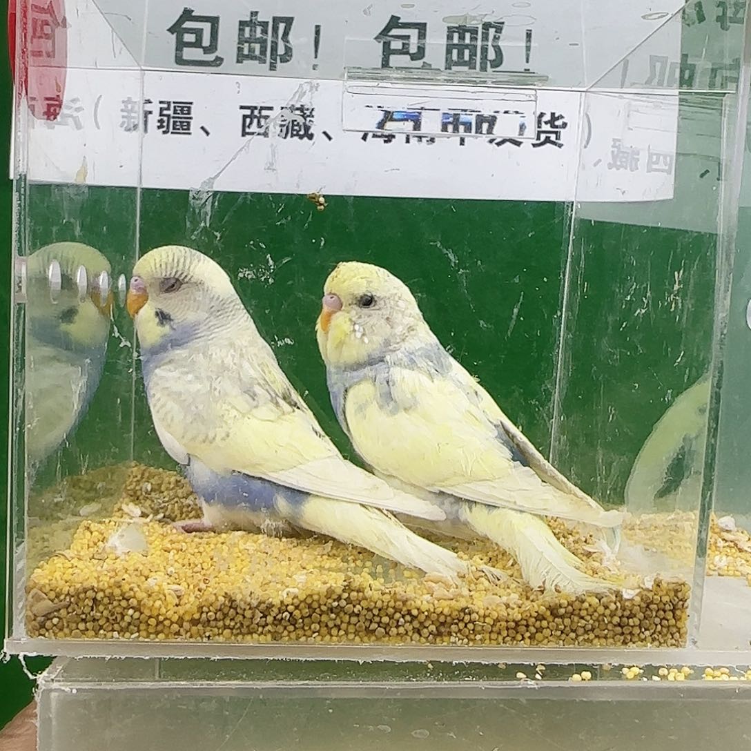 虎皮鹦鹉大头鹦鹉