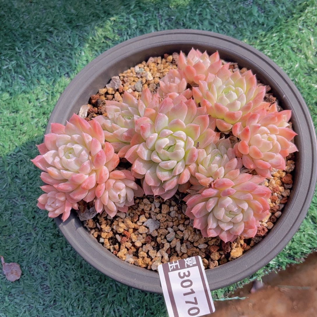 杂多肉植物哦30170