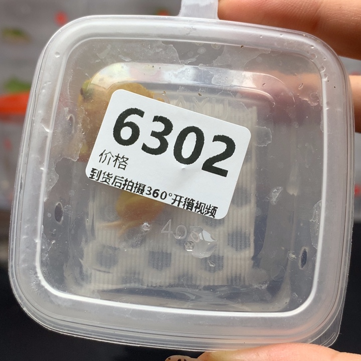 角蛙❤️***6302超皮