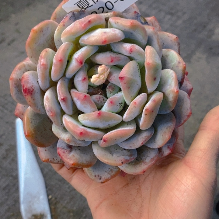 夏悦多肉0220-44雪天使