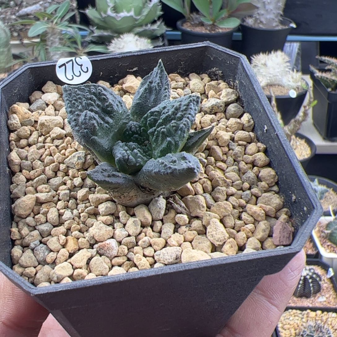 实生牡丹一物一拍322