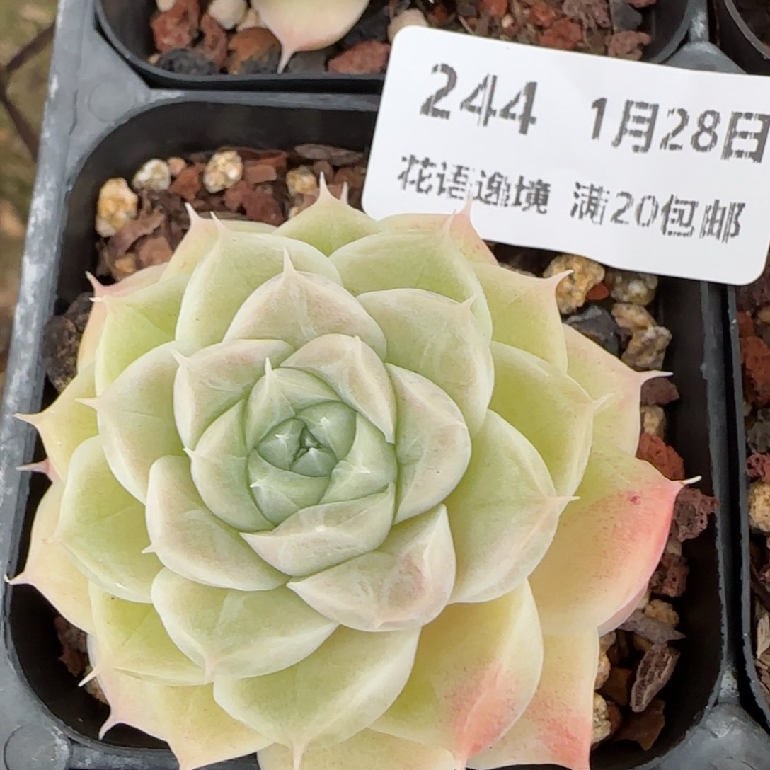 花语逸镜0128-244