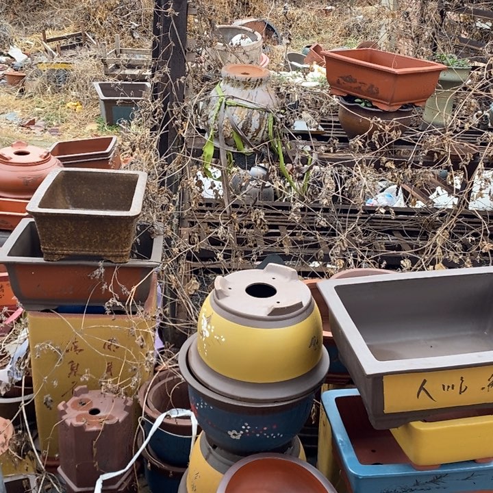 紫砂花盆紫砂花盆里放着植物