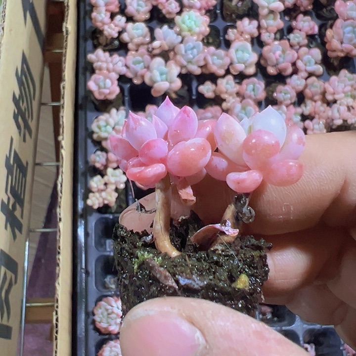 花斑鹿精品多肉植物