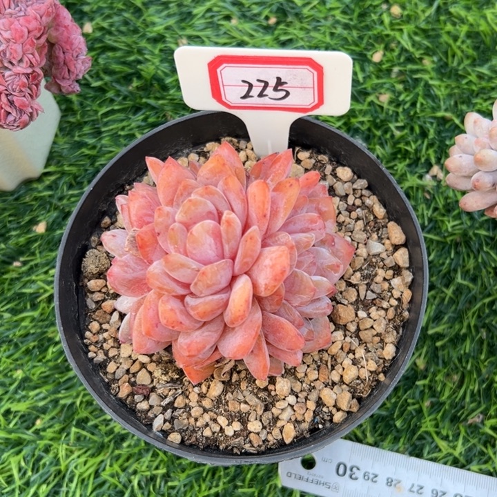 风****A225星影群生一物一拍28