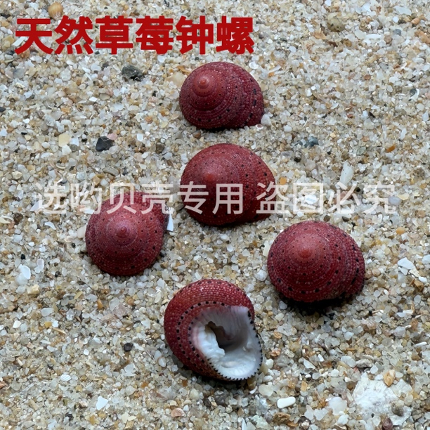 天然海螺草莓钟螺贝壳标本2厘米左右可用于收藏、小豆丁蟹替换壳