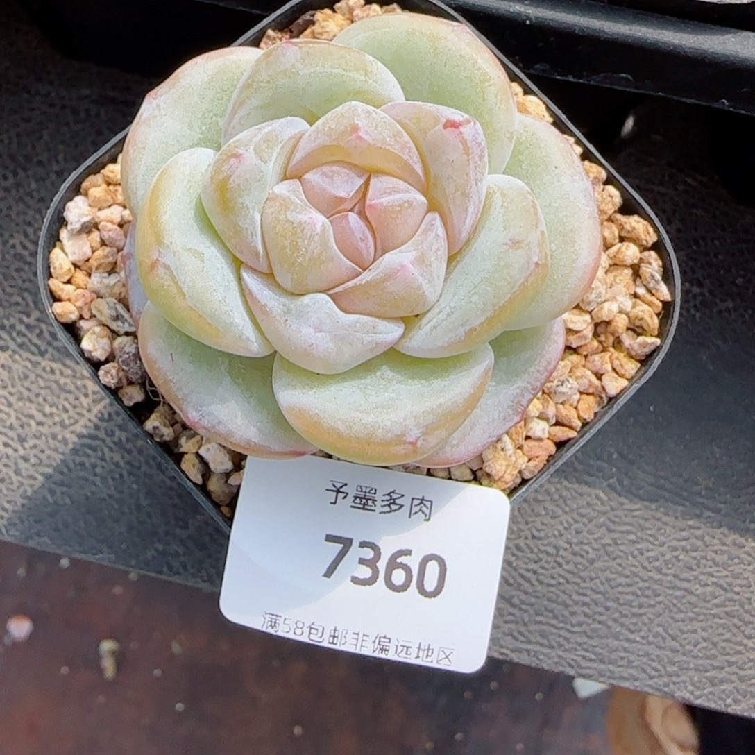 月白珍妮优选，7360多肉