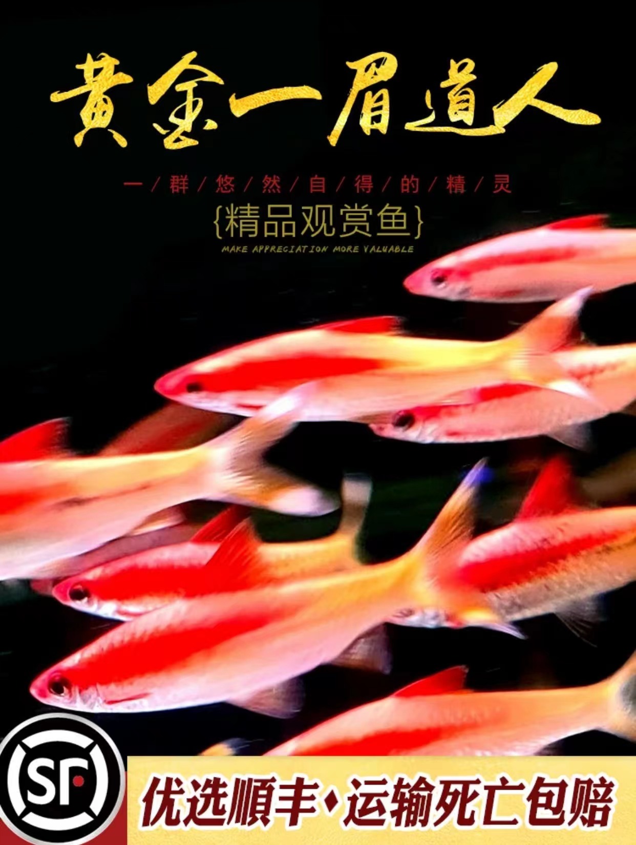 黄化一眉黄金一眉道人鱼热带鱼观赏鱼耐活群游鱼淡水鱼草缸鱼活体