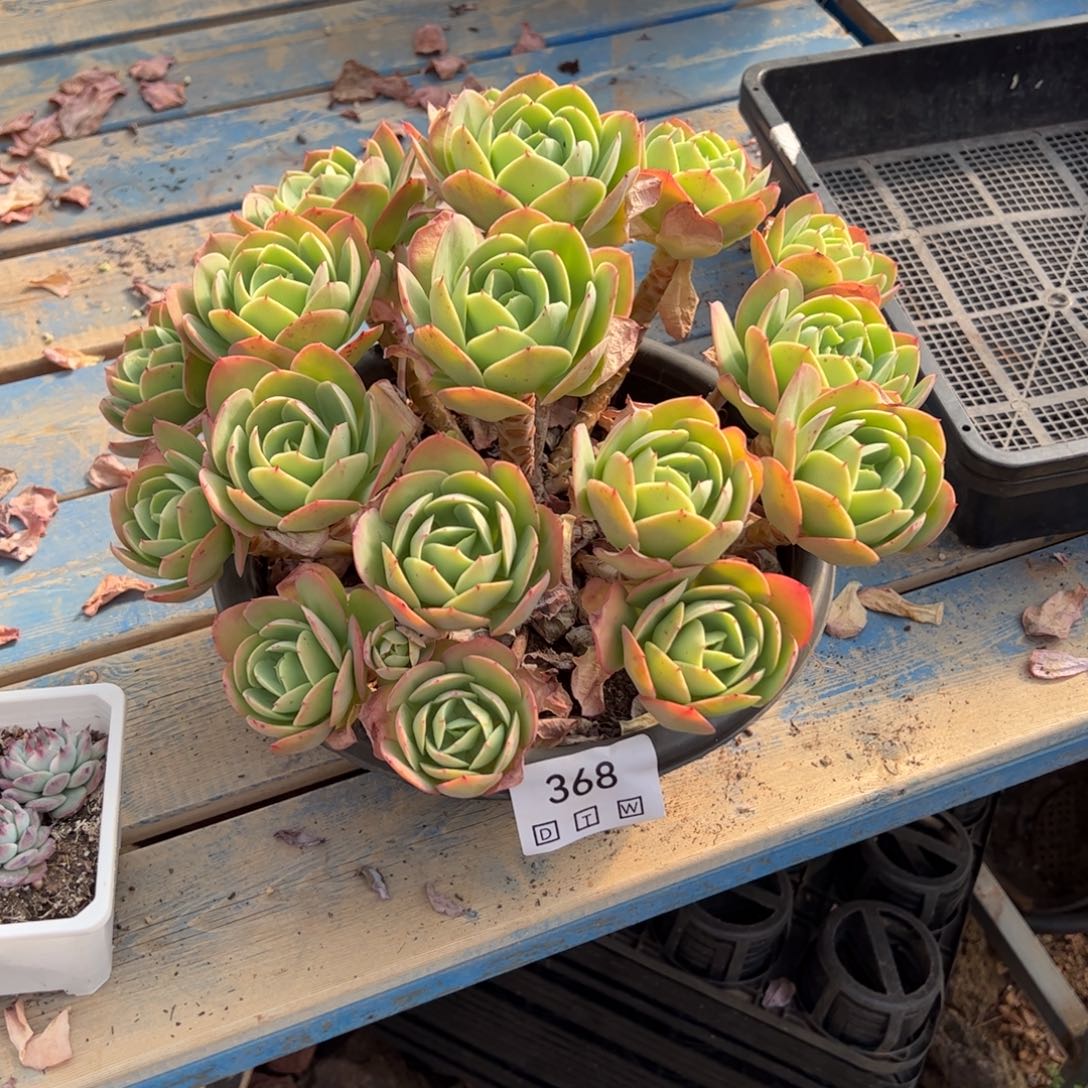368多肉植物纤维维生素