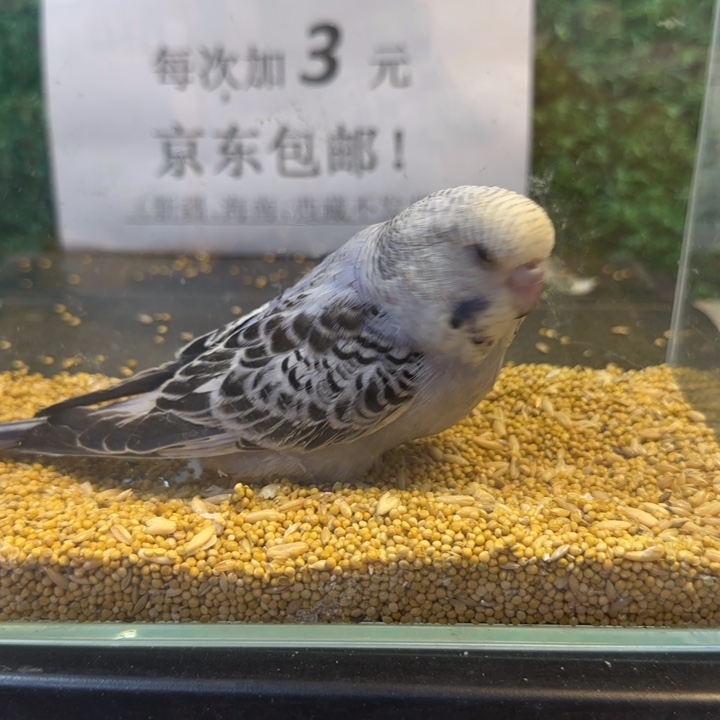 虎皮鹦鹉大头虎皮鹦鹉