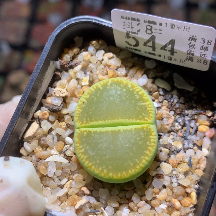  精品生石花28.544