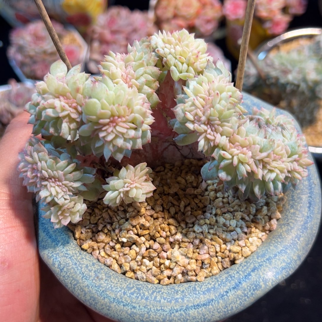 新年快乐 新年快乐