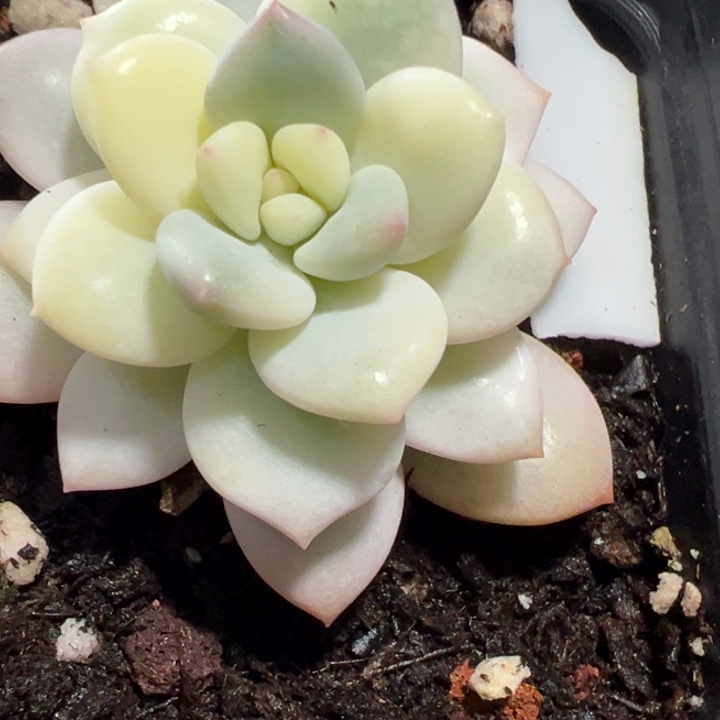 白马香水锦多肉植物1818