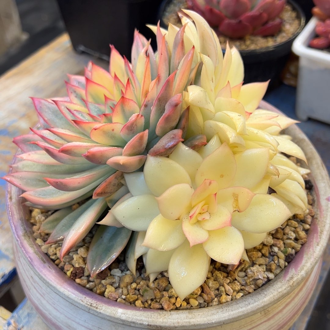 月光女神锦群，，，，，，，，，，，，，，