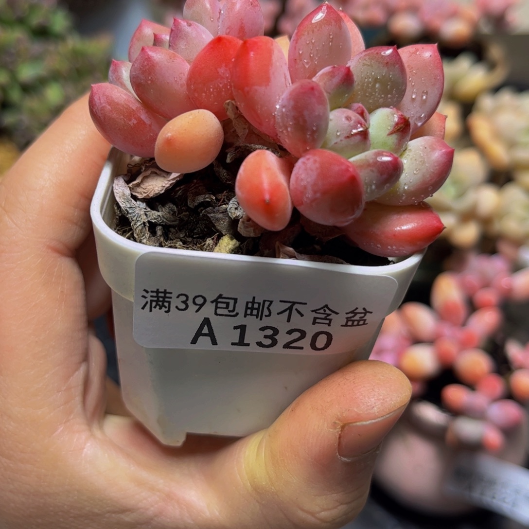 1320丽芙美人6厘米多肉