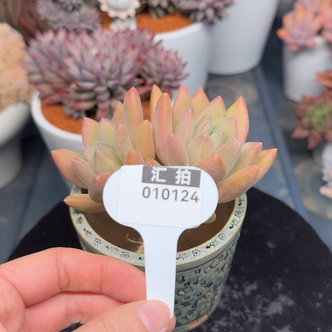 精品多肉植物010124