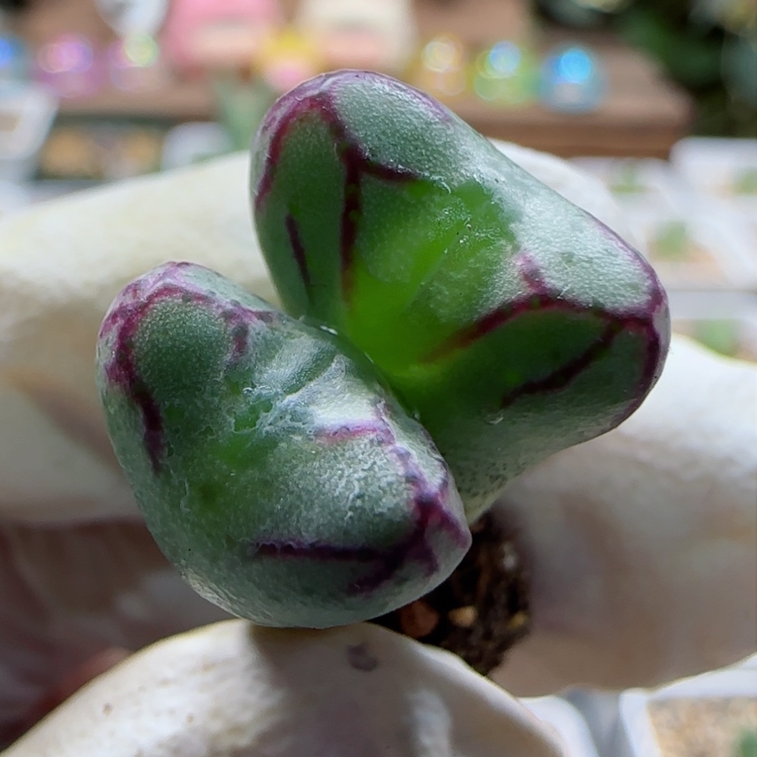 1-18-5-4当天满58包邮精品杂交1.4cm长腿多肉脱土