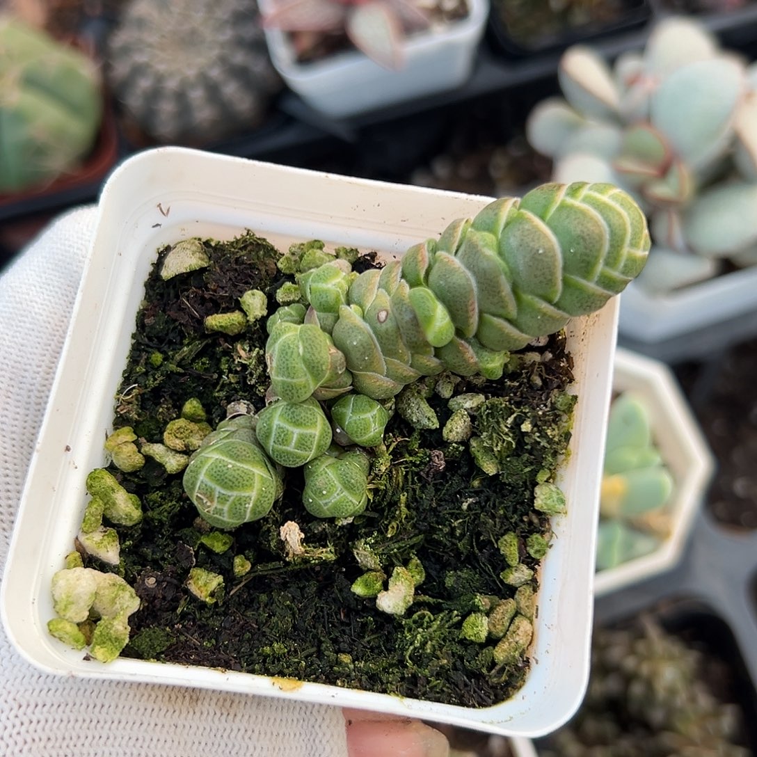 菊英呃呃呃呃呃呃呃呃呃在