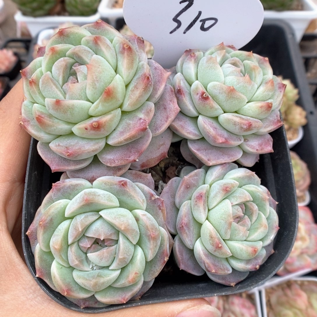 珍妮群生310号。         