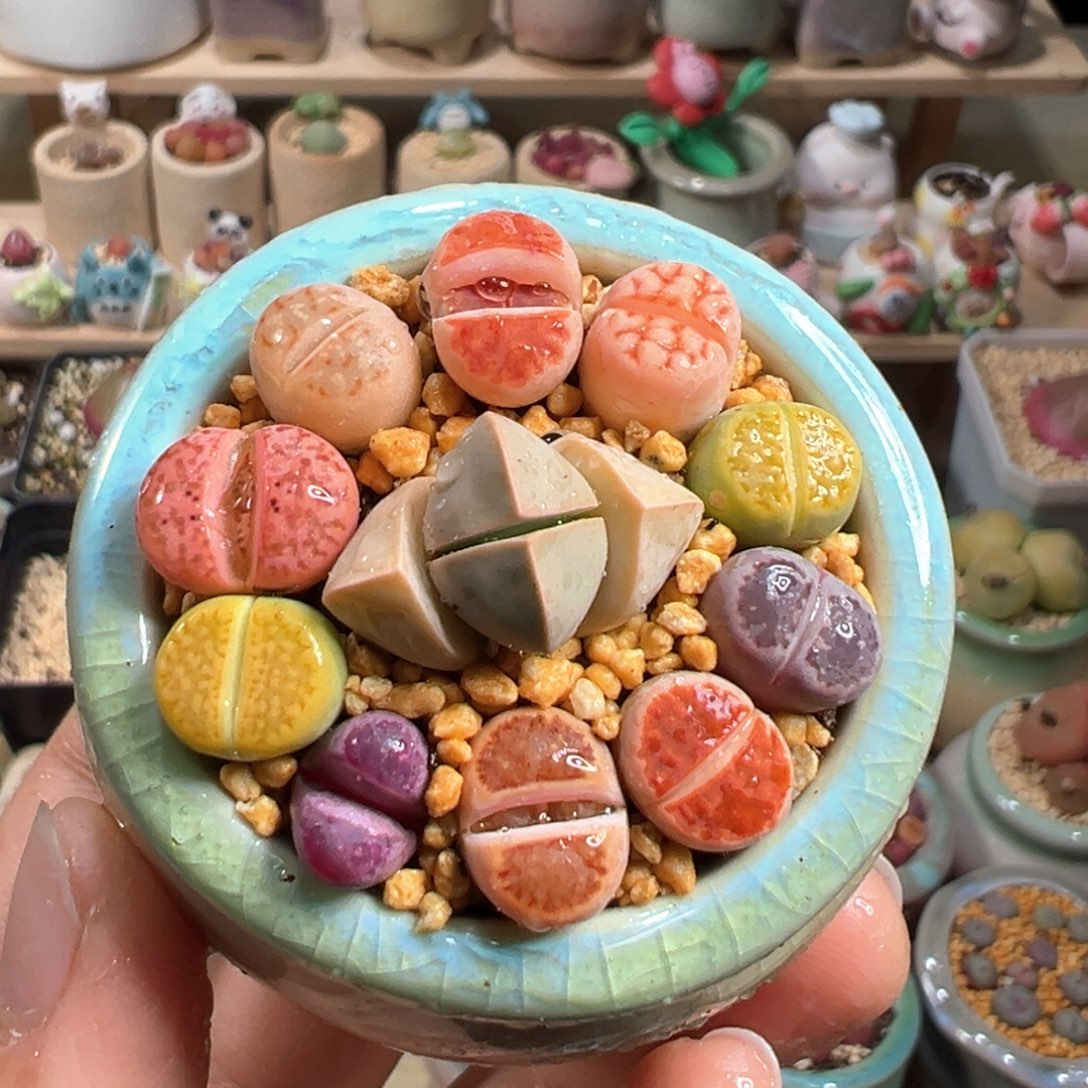 多肉植物124号拼盘