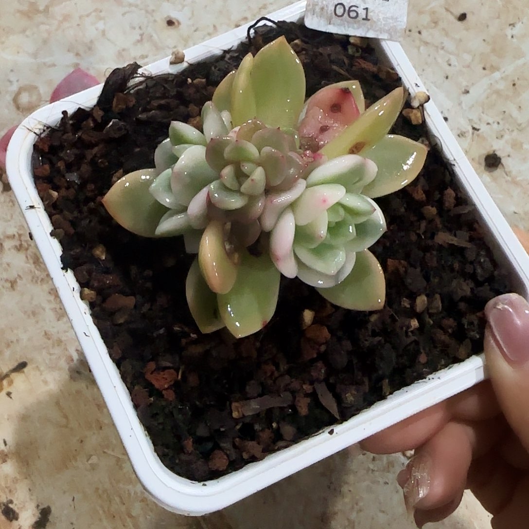 061梦露底座锦多肉