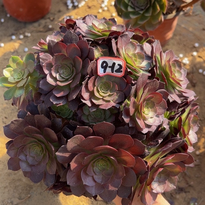 赤炎链多肉植物9-12