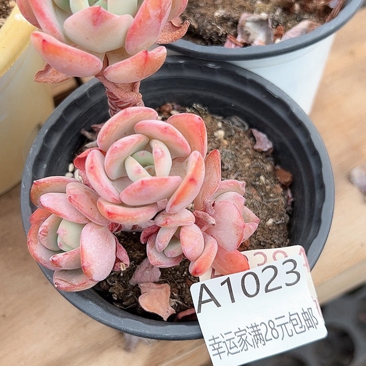 幸运的是我的朋友们