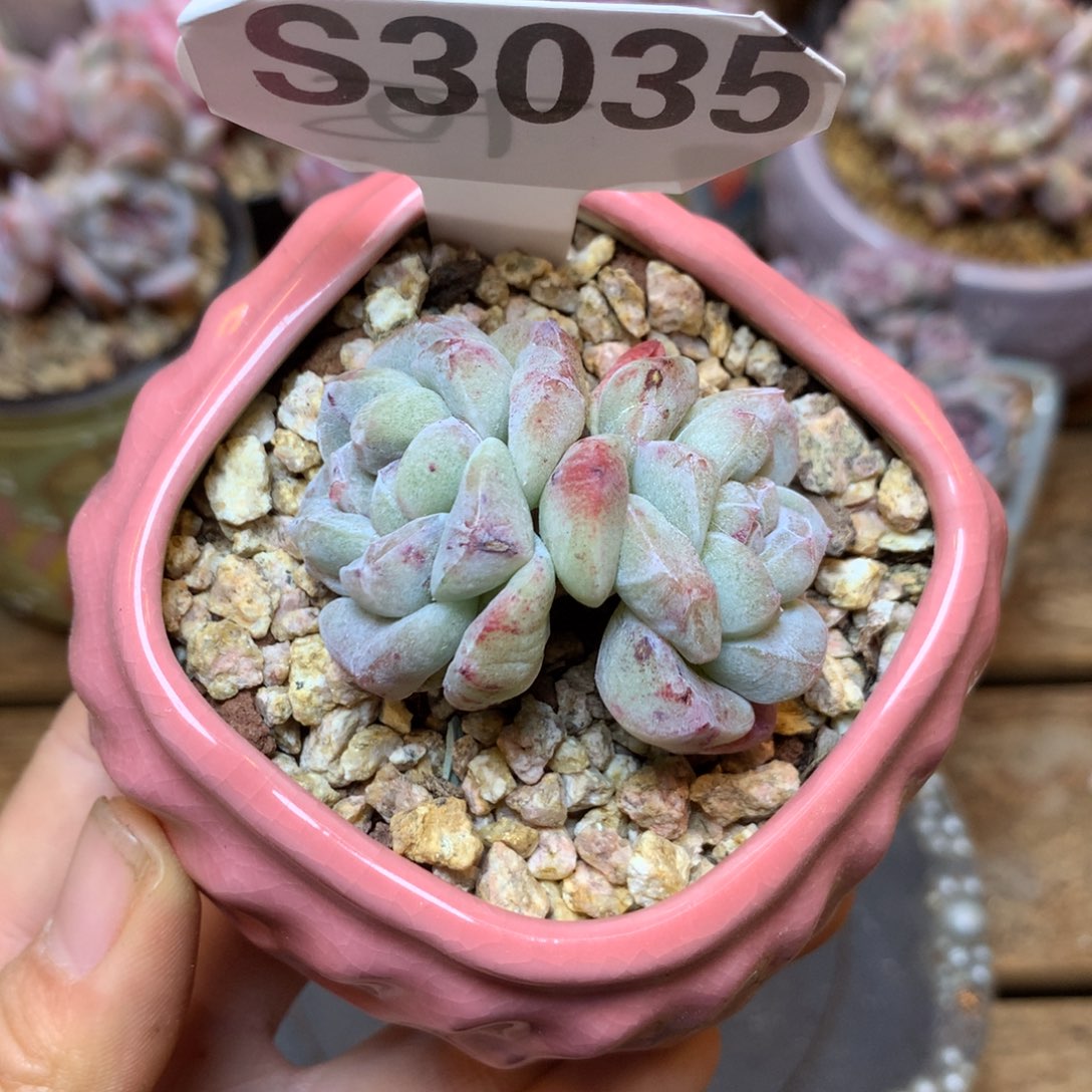 S3035 冰玉石化 开播福利