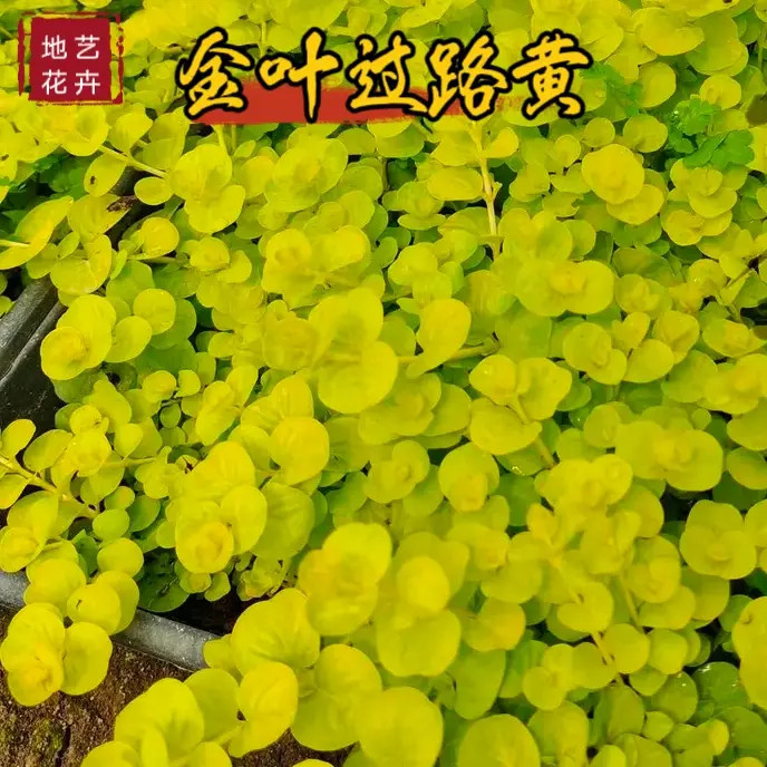 金叶路边黄过路黄种植四季常青耐热耐寒植物黄金万年草庭院造景
