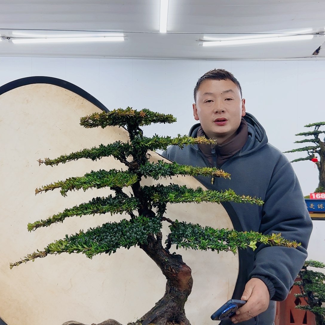 盆景制作过程非常